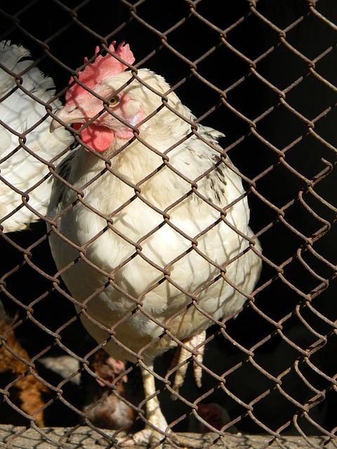 如何在壓力 如何在壓力